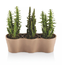 POT GARDENYA CACTUS 5,5 TRIPLE   FRESH MIX VERT 1680 